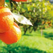 Chinotto Lozione Corpo Tonificante-5008